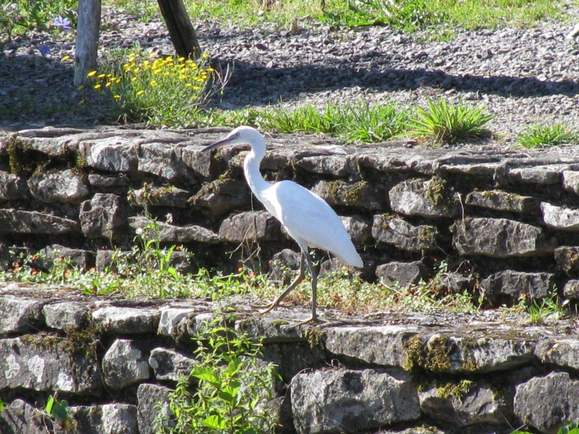 River Cottage Balledent Exterior foto