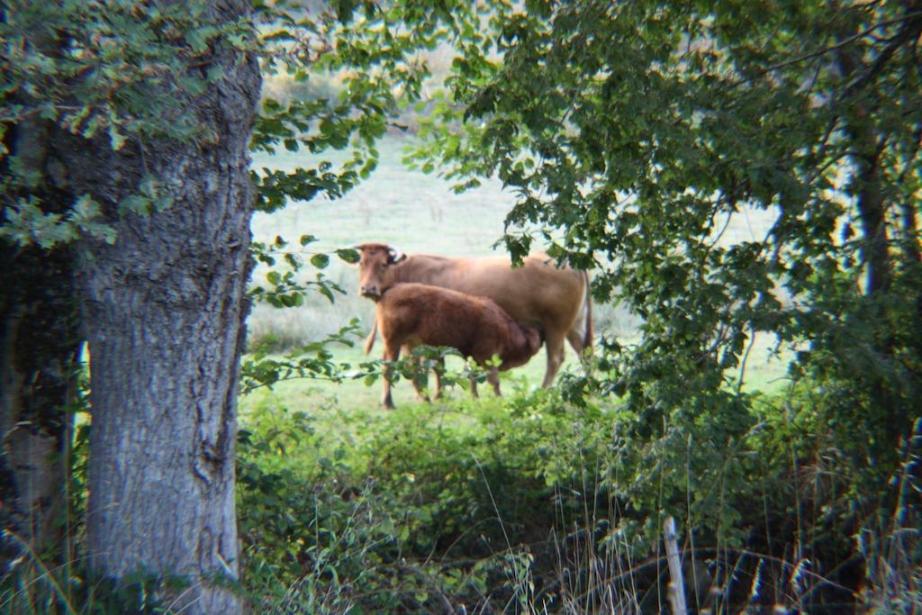 River Cottage Balledent Quarto foto
